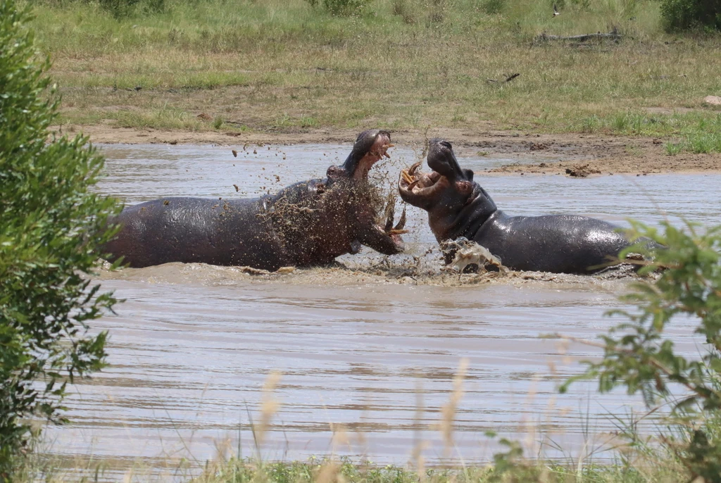 Foto zweier miteinander kämpfender Flusspferde