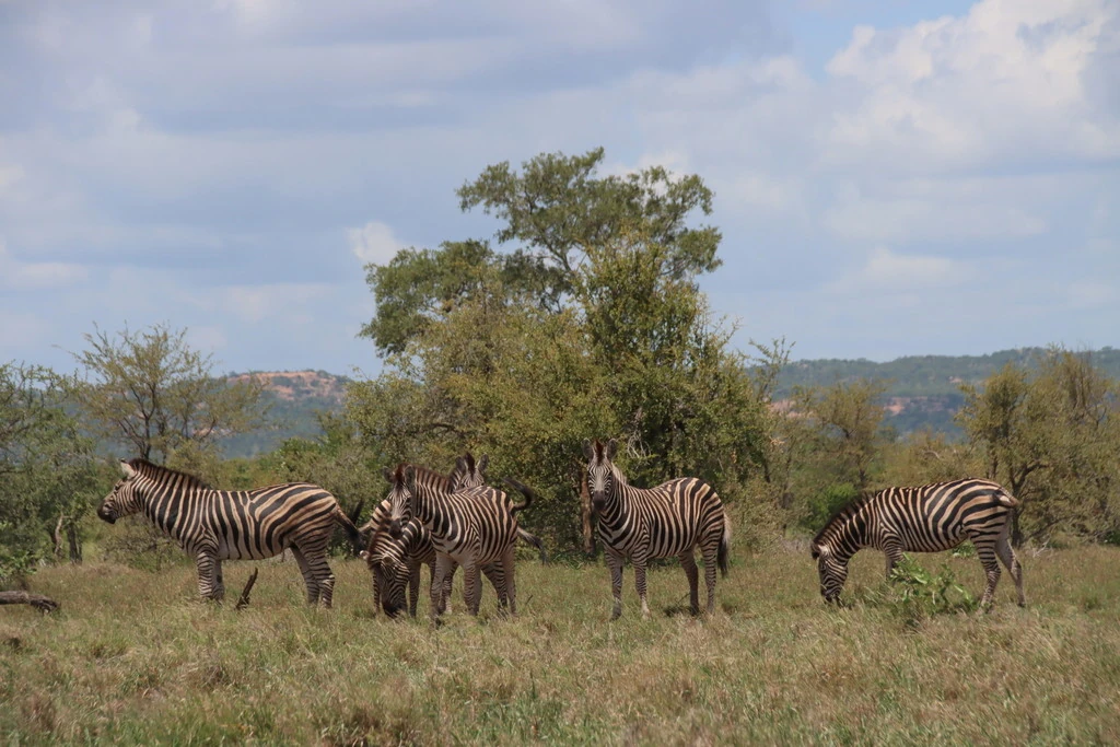 Foto einer Gruppe von Zebras