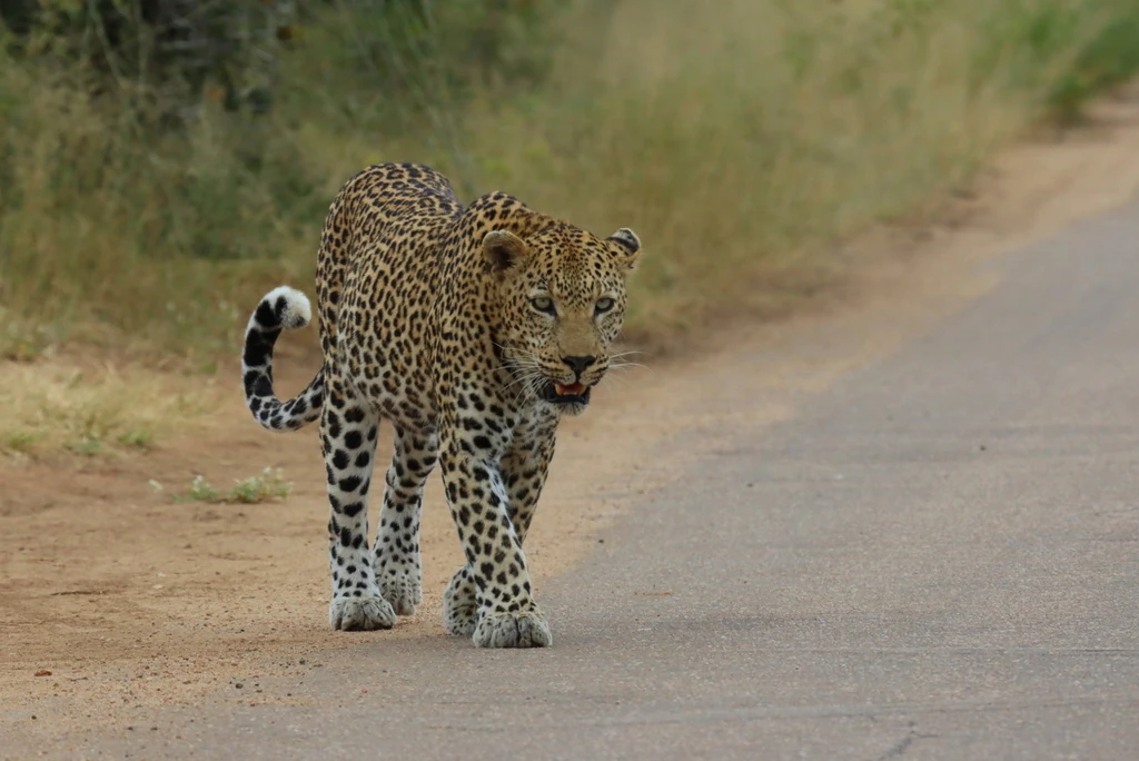 Foto eines Leoparden