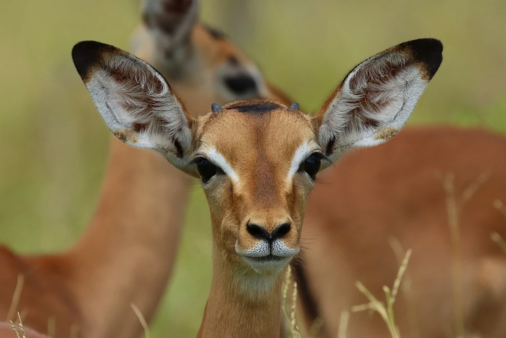 Foto eines Impala